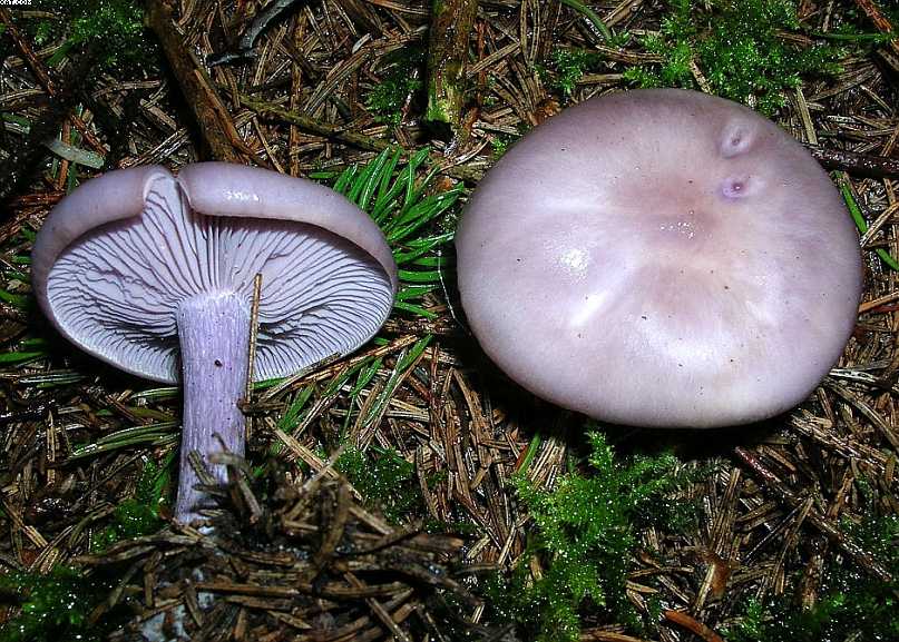 Oltingue  ( FRA )    24. Aprile 2005